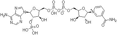 辅酶II
