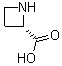 L-Azetidine-2-carboxylic acid