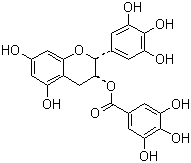 GREEN TEA EXTRACT POWDER